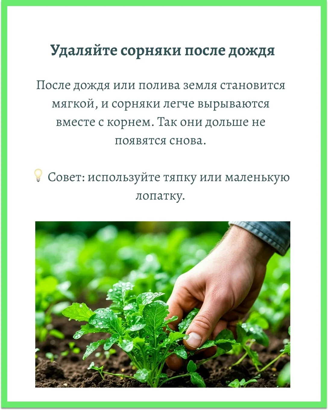 Бакчада чүп үләннәрдән котылу өчен гади киңәшләр.