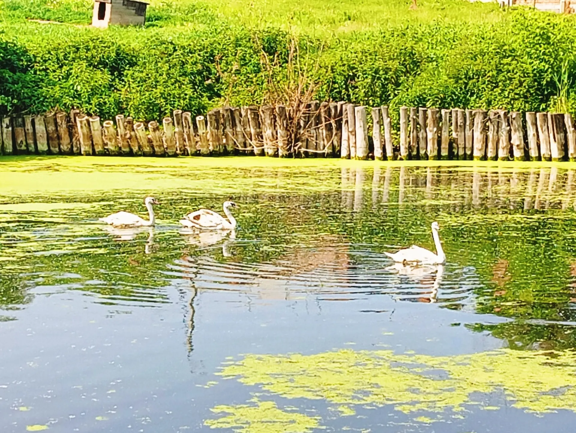 🦢✨ Лебеди в Копейске — настоящая сказка наяву!  Красивые птицы из приюта фонда «Спаси меня» обоснова