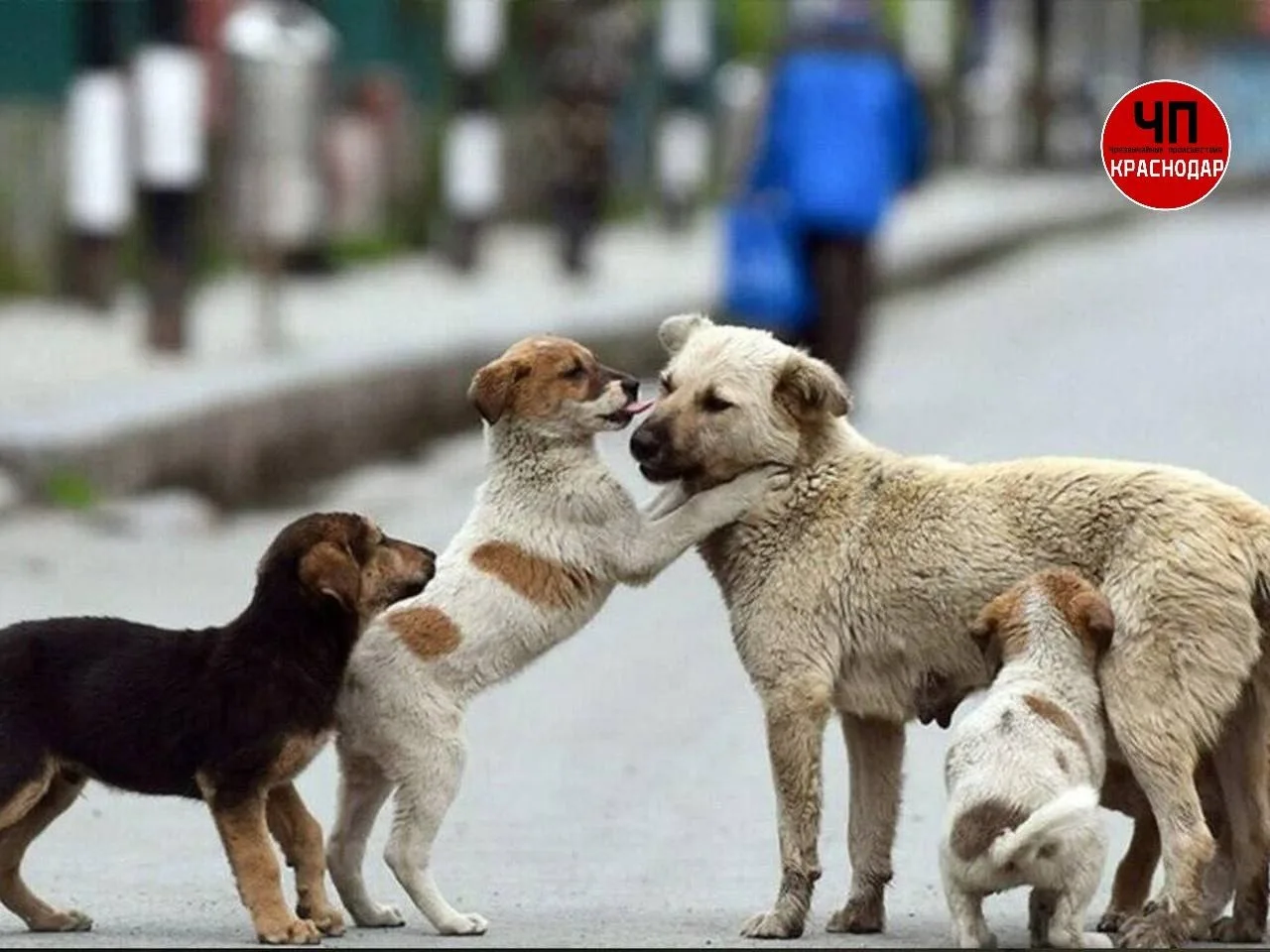 🐕 «Плодородные» матери: в Краснодаре собаки после стерилизации по госпрограмме родили 16 щенков

Жи