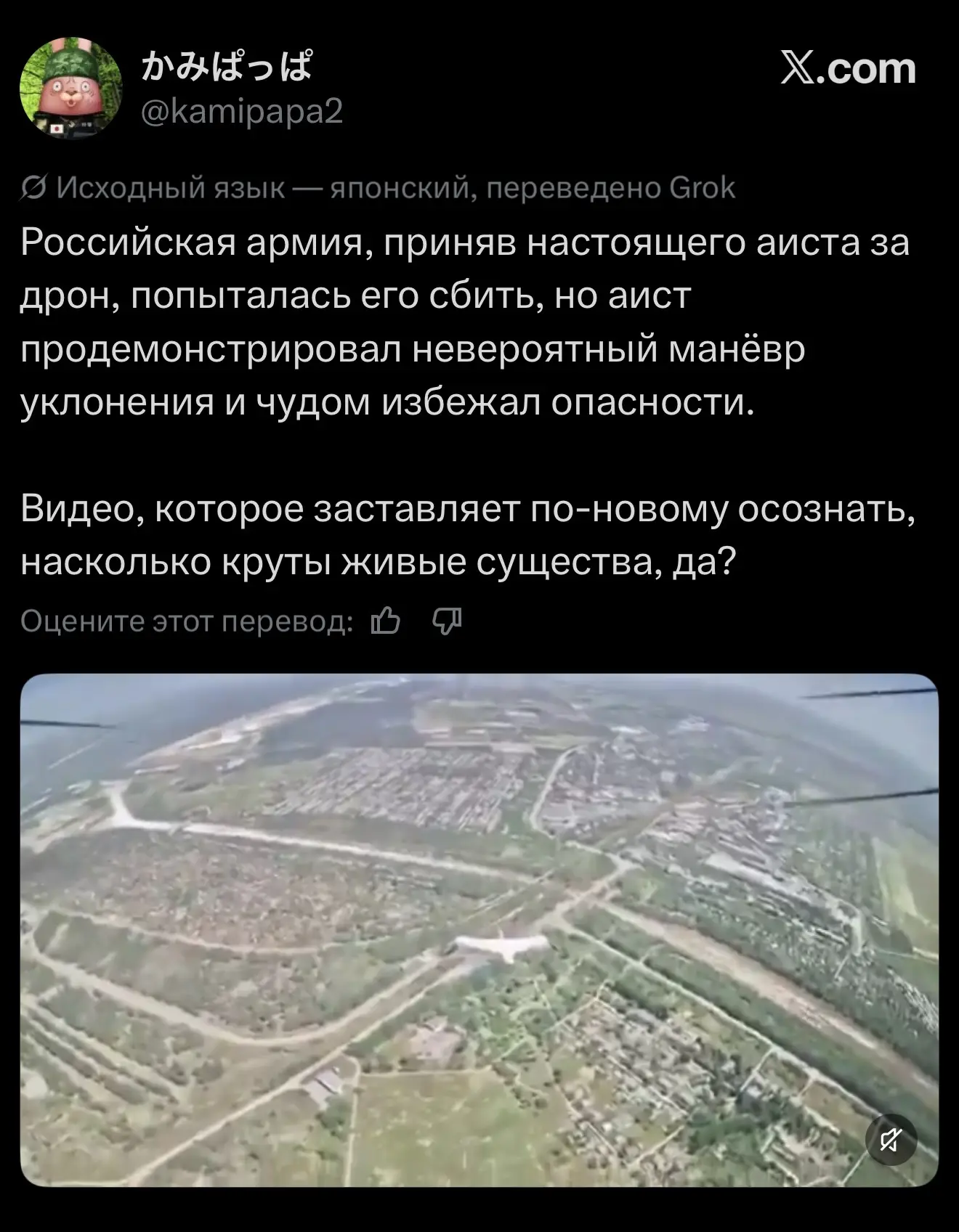Японцы, оказываются, наблюдают за  российской армией практически как за живой природой.