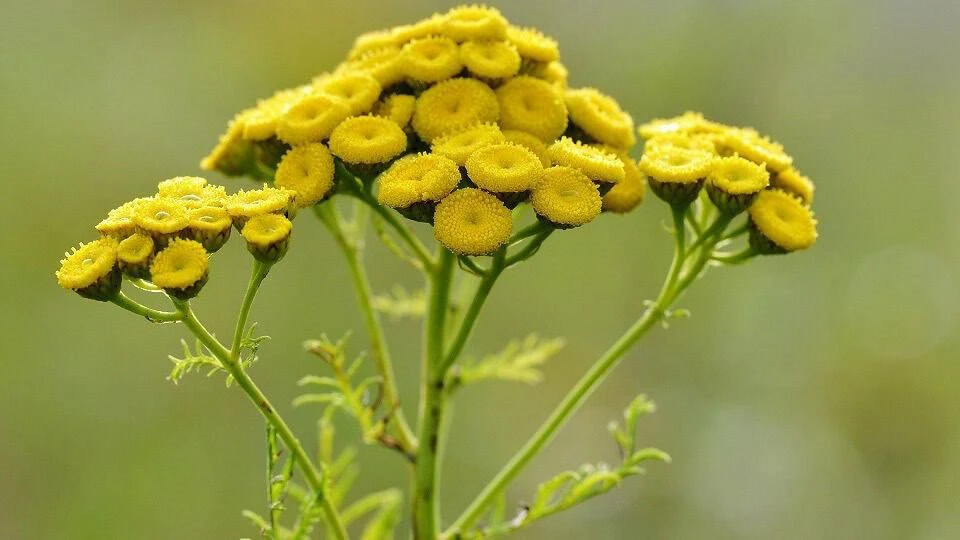 🌿 Пижма — натуральный помощник при болях в суставах и ревматизме
