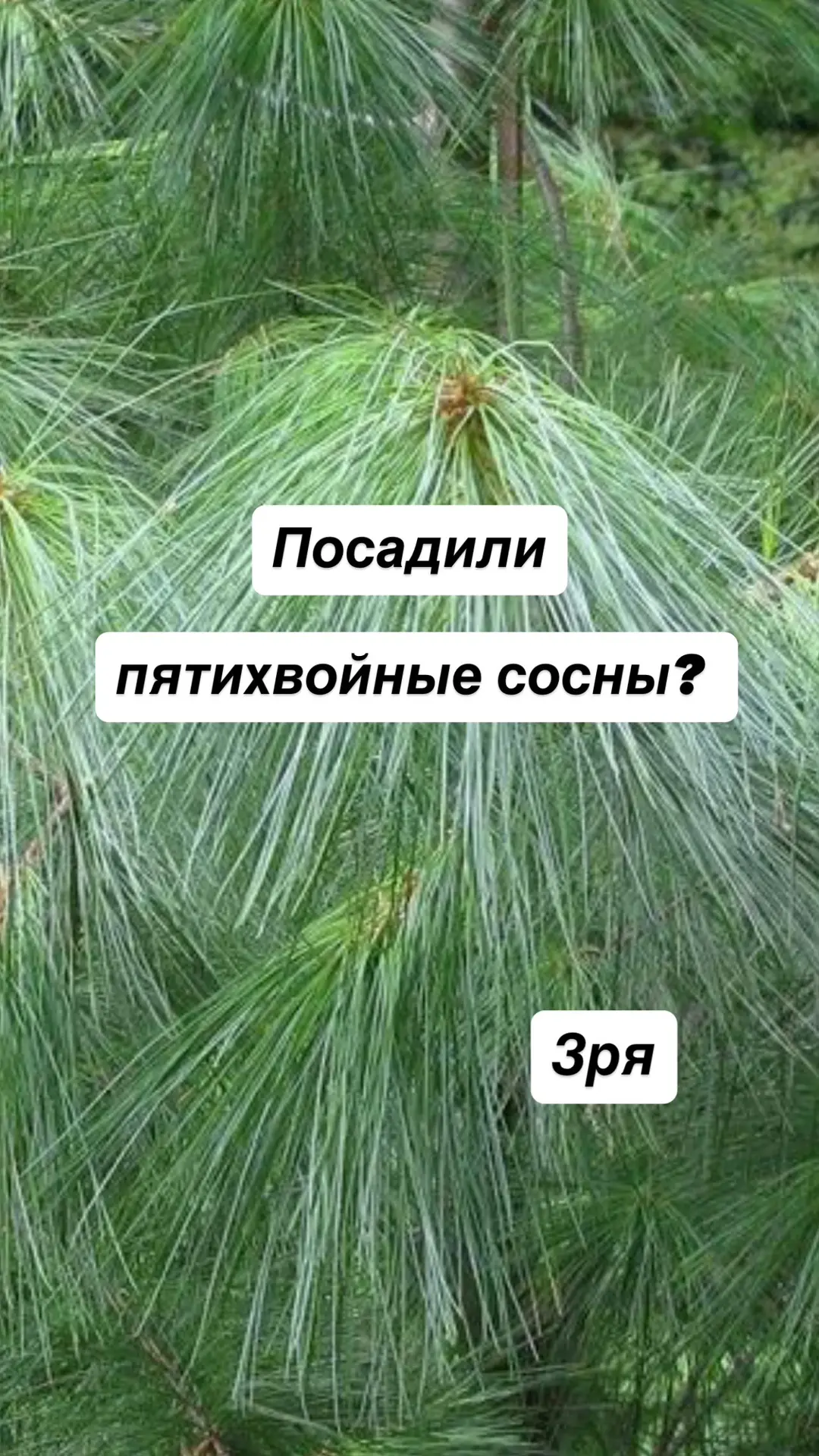 Насажали пятихвойных сосен? 

А не надо было

В августе на ваши веймутовы сосны (Pinus strobus) поле