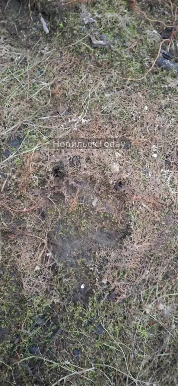 ❗️Следы медведя замечены в черте города