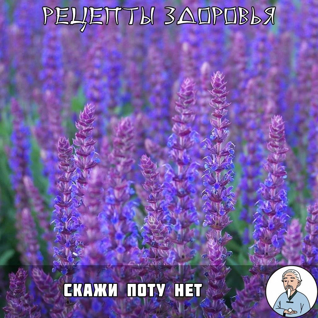 Спасение от пота — натурально и эффективно