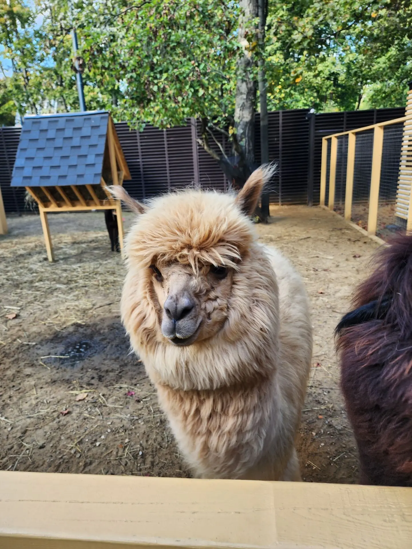 💎 СУПЕР АКЦИЯ в Альпака Парке в Сокольниках 🦙