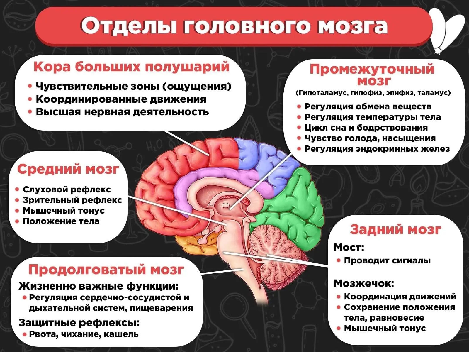 📆Сегодня завершается Неделя, посвящённая сохранению здоровья головного мозга.
