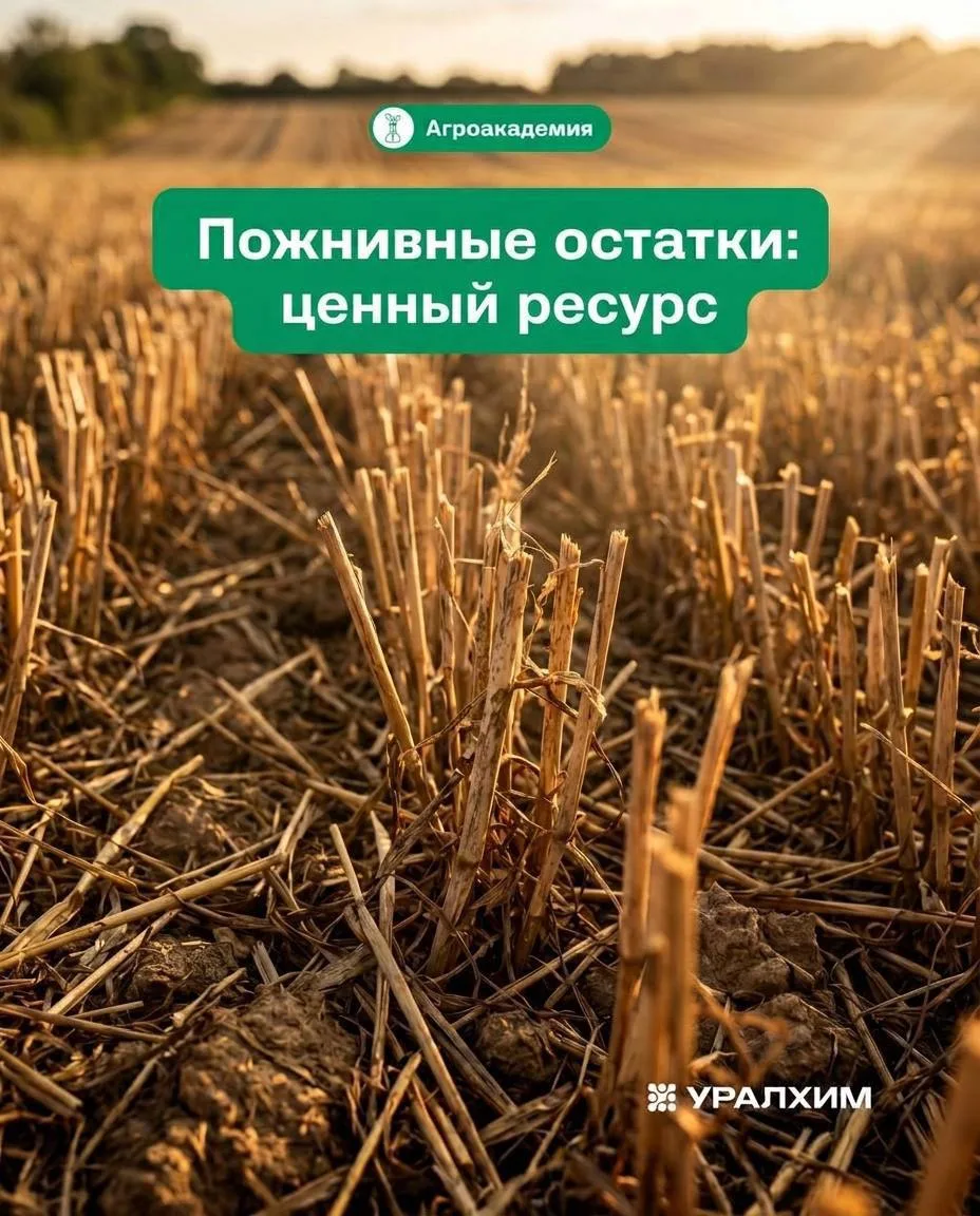Пожнивные остатки (ПО) — органические материалы, остающиеся на поле после уборки: солом...