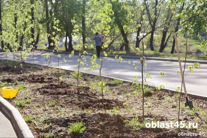 В Кургане стартовал осенний сезон озеленения, в рамках которого в городе высадят новые ...