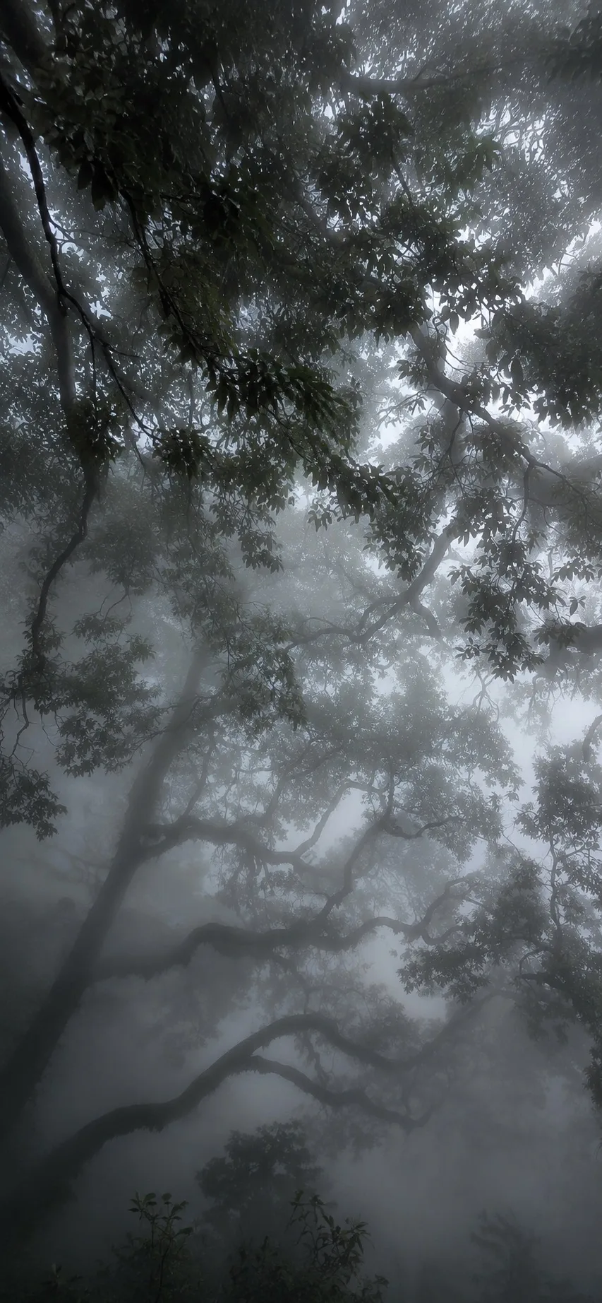 Обои в туманной эстетике 🌫️