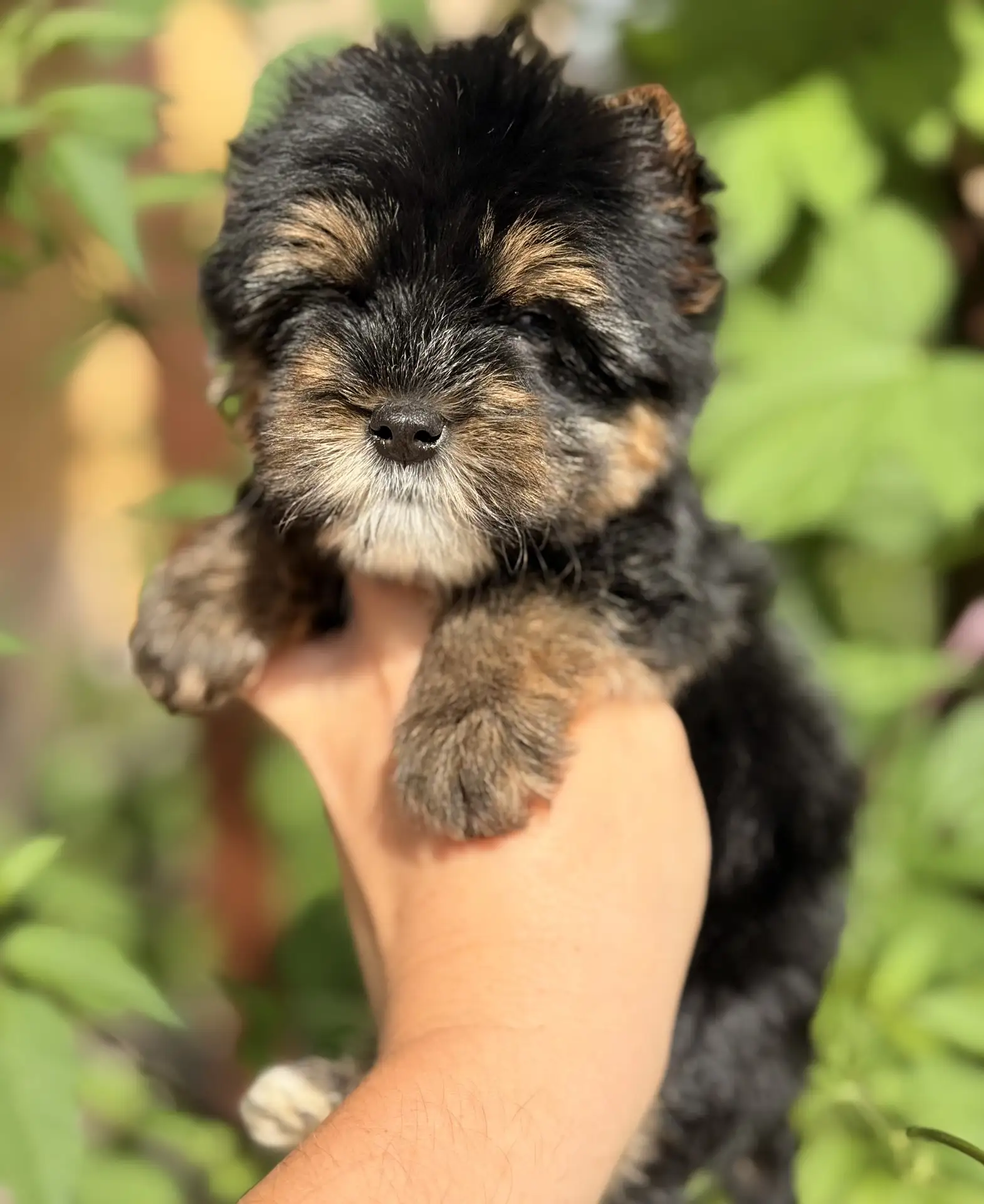Мальчик Йоркширский терьер💕