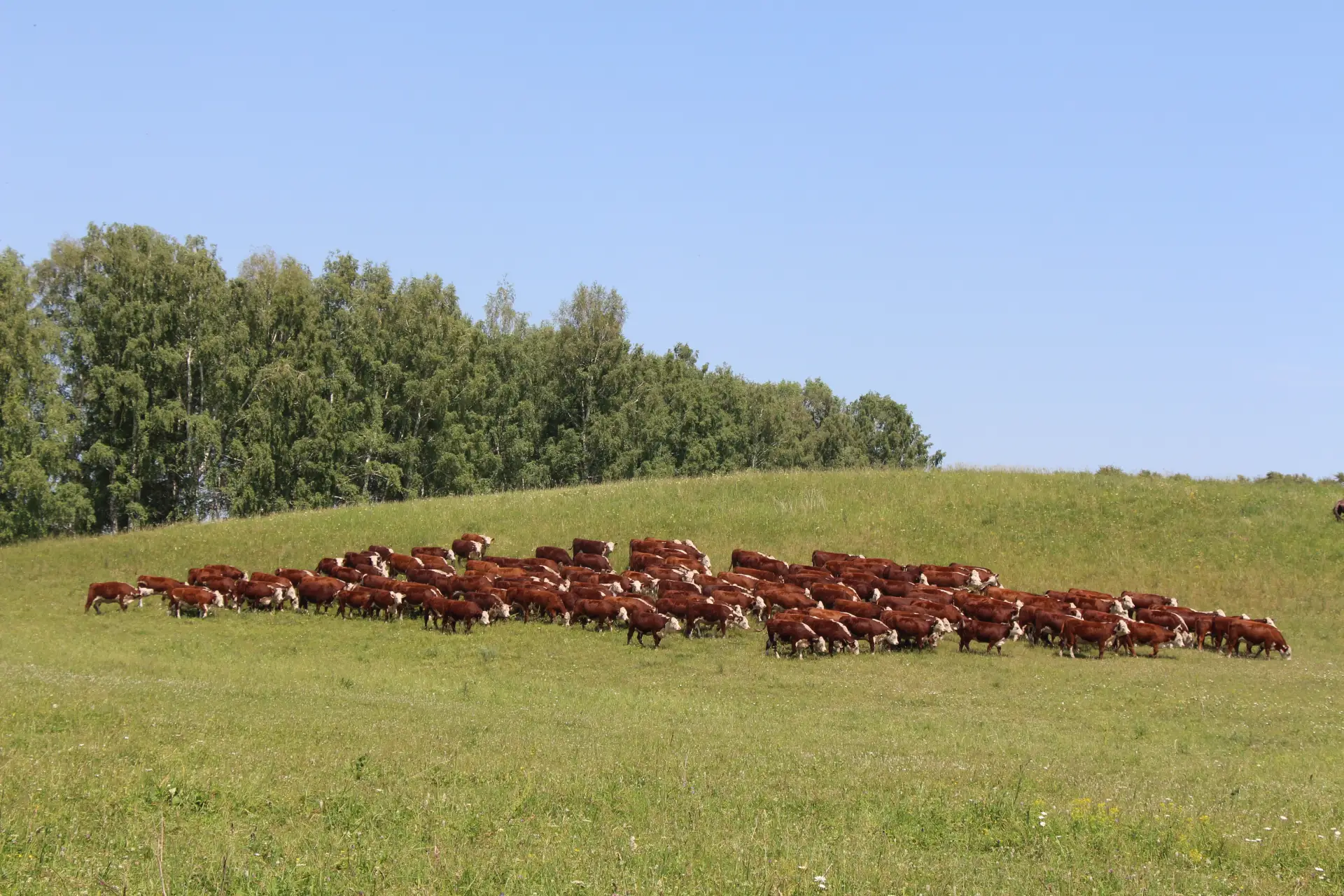 🌱Алтайский край назван в числе регионов - лидеров по производству продукции растениеводства и живот