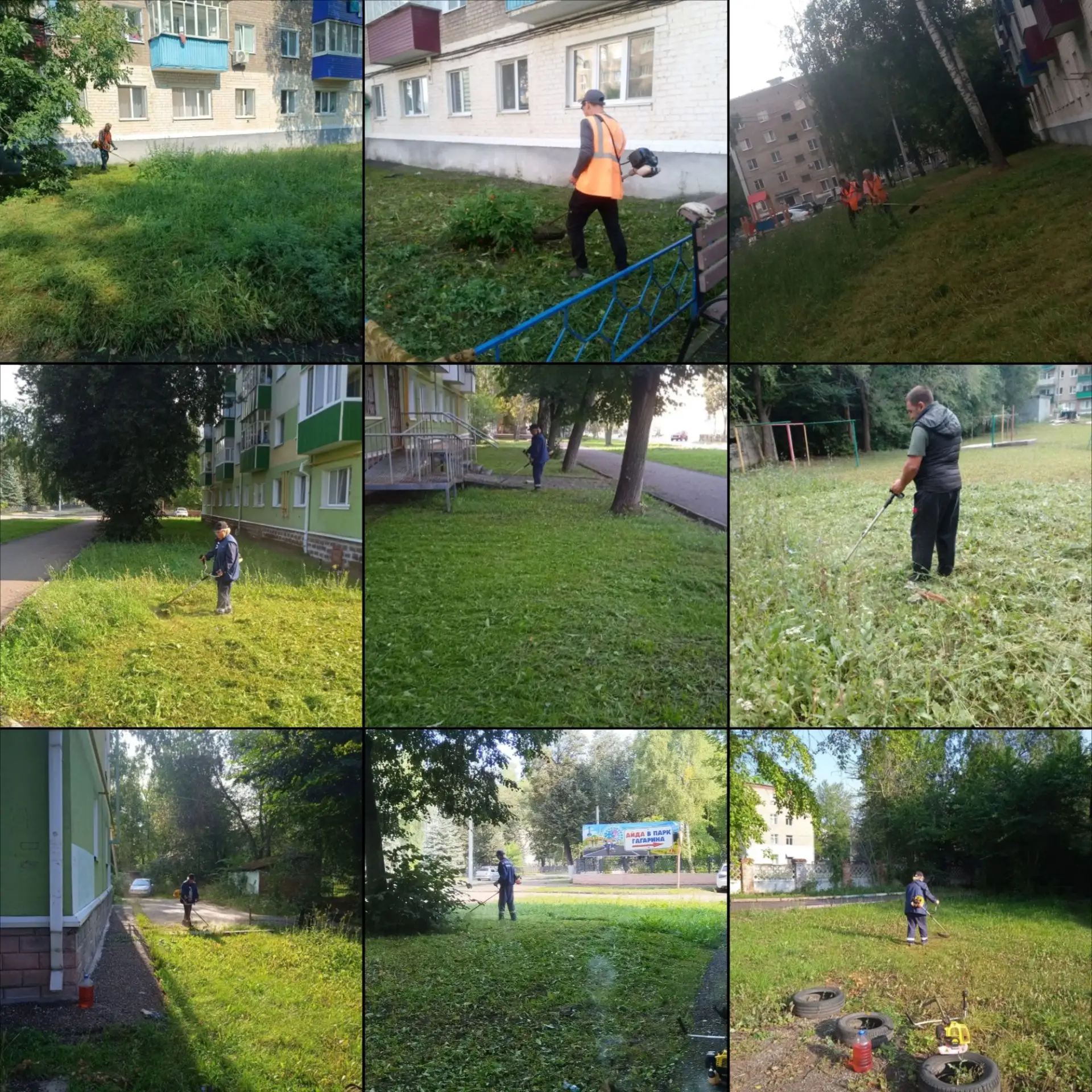 🌳 Деревья и территория: