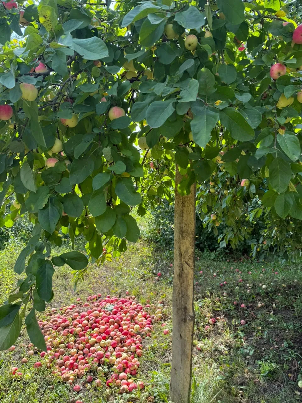 Борнак алмалары 🍎
