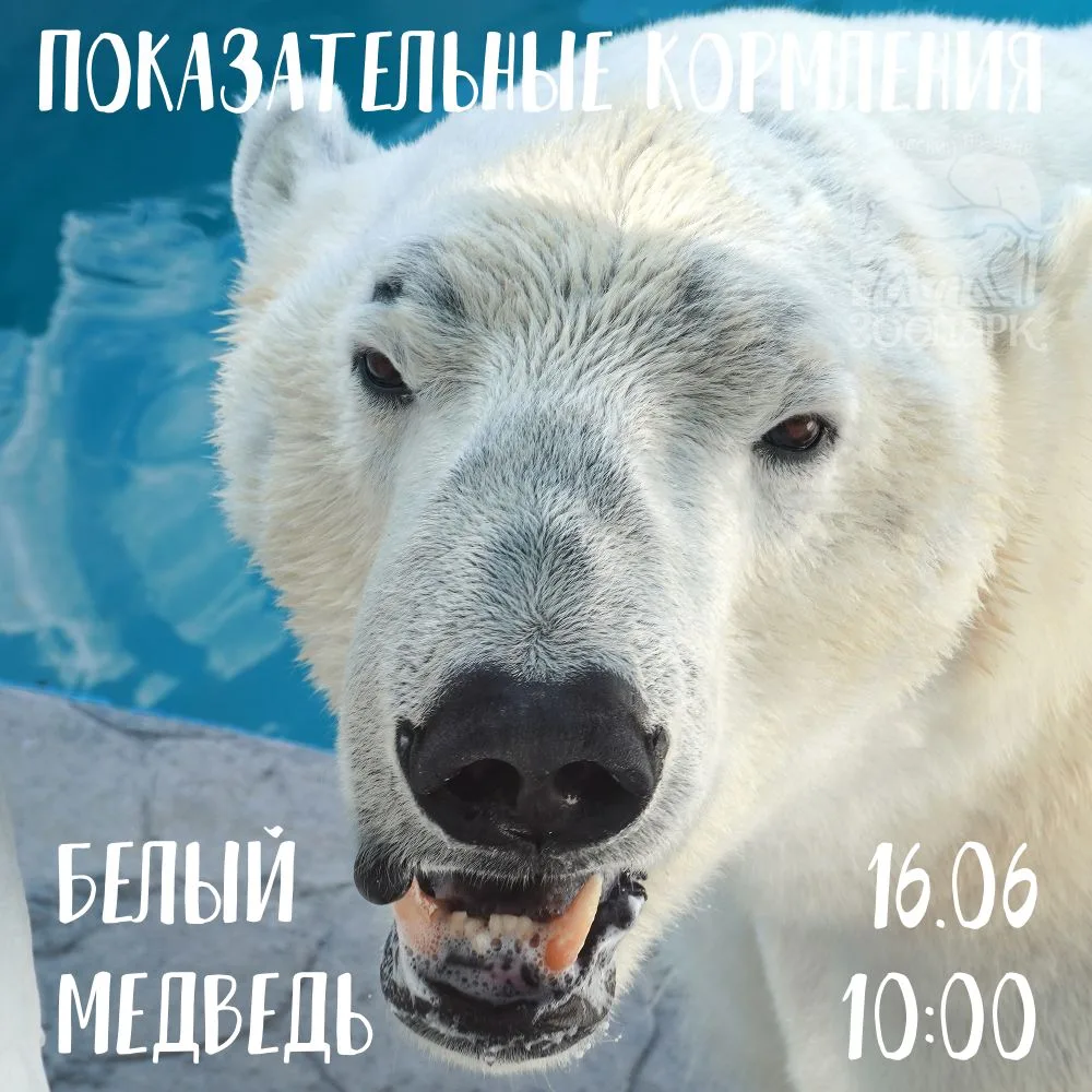 🗓️ По вторникам и субботам ровно в ⏰ 10.00 для главного хищника Арктики наступает звёз...