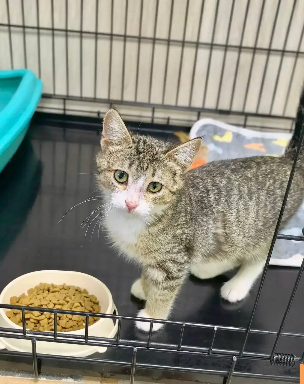 Волгоград, Волжский 🐈💖‼️Пристраивается чудесный котенок Машенька 🐱Возраст 4 мес.
