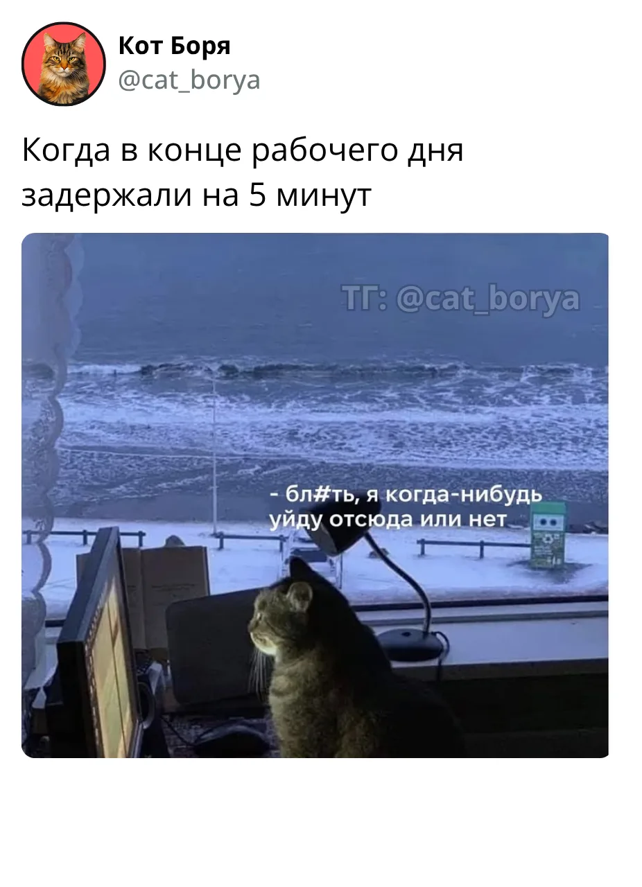 Кот Боря: Психолог с лапками