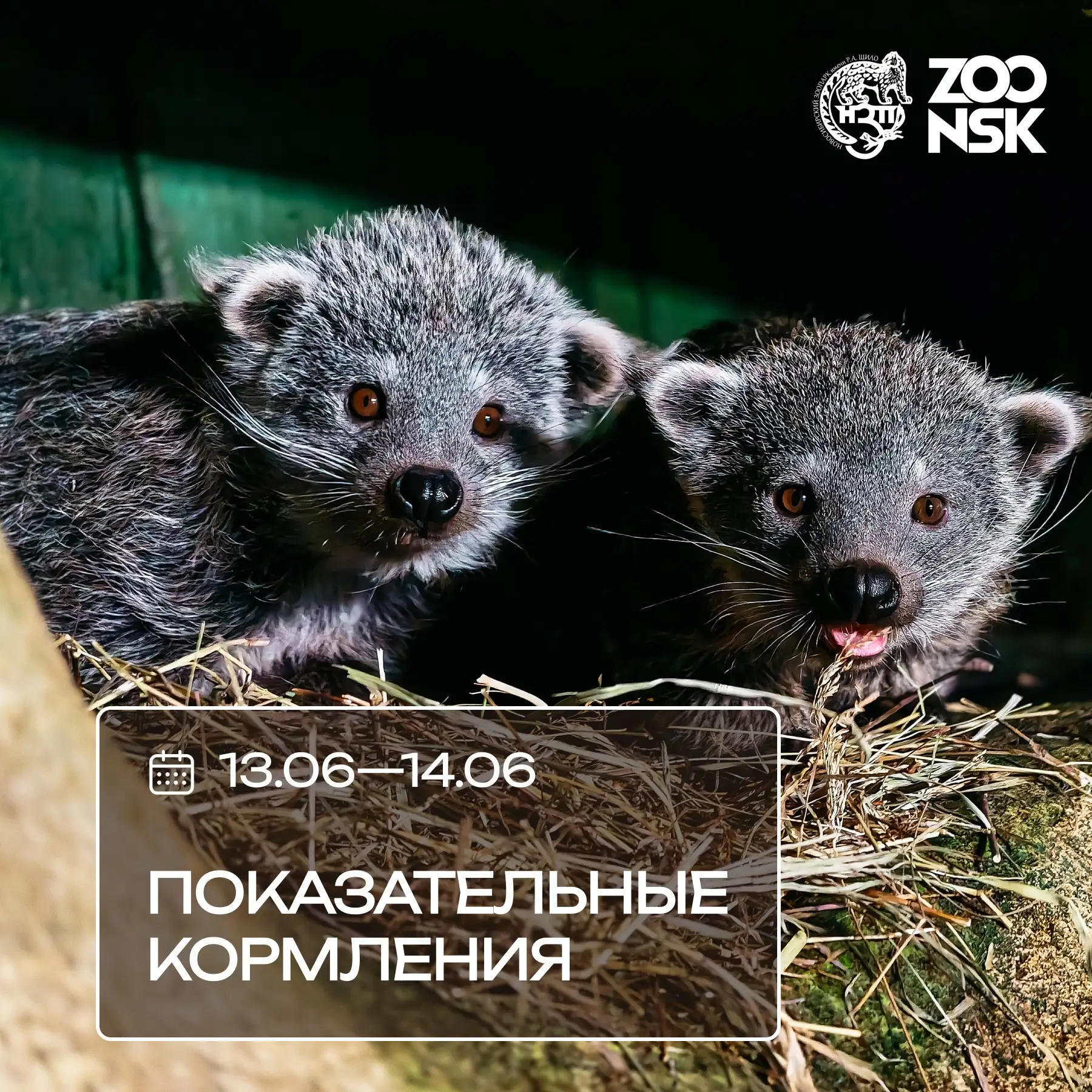 🍎Показательные кормления в эти выходные!