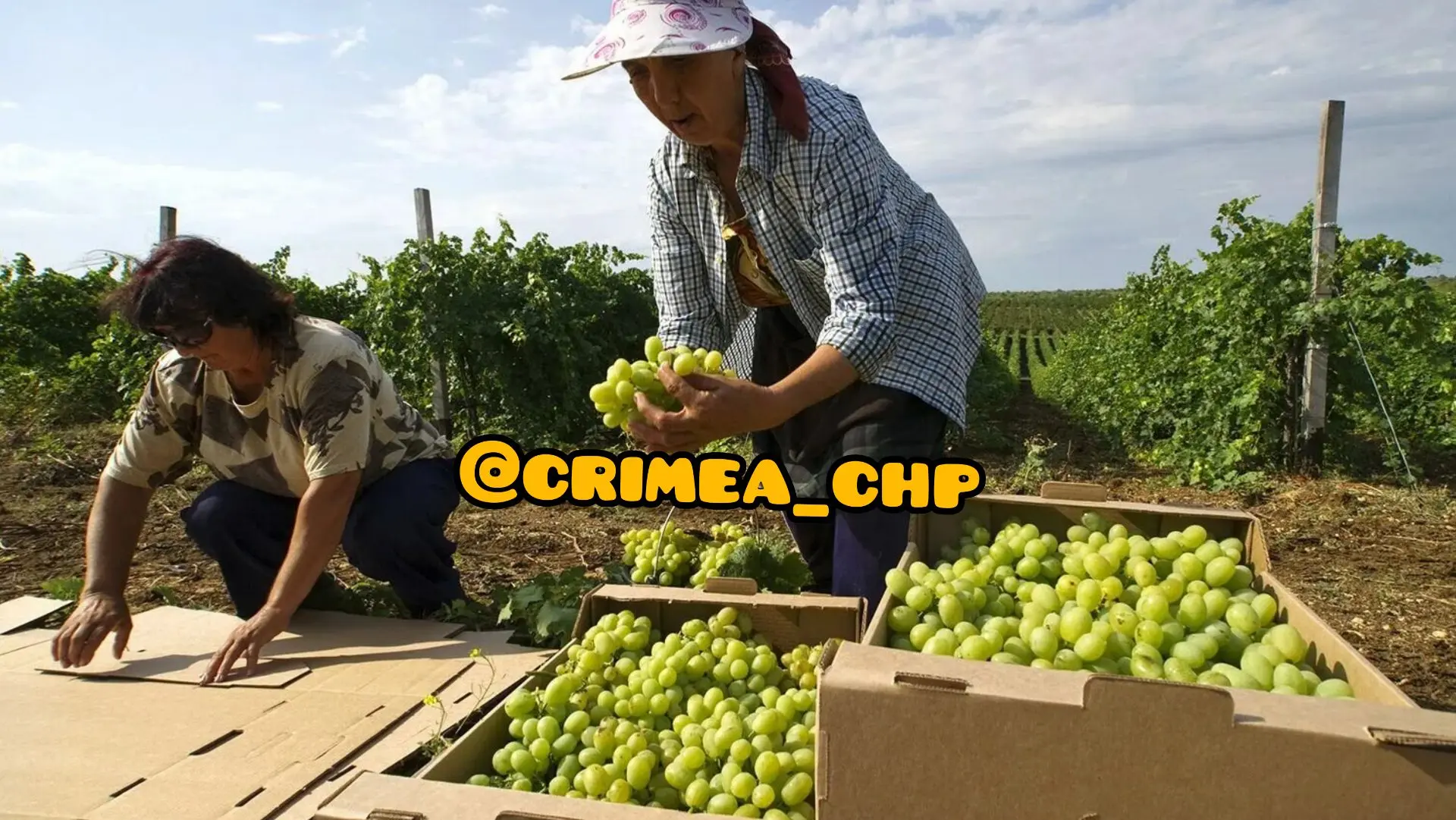 🍇 В Крыму в этом году планируют собрать на 15% больше винограда, чем в прошлом.