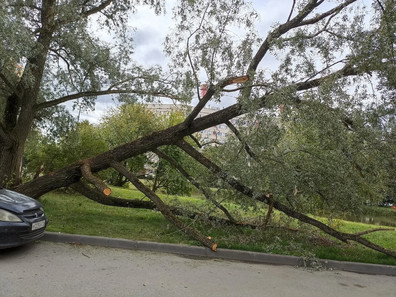 Дерево после грозы больше месяца лежит у дома на Пионерстроя