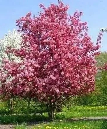🔥РАСПРОДАЖА! Декоративно-плодовая яблоня «Рудольф» - всего 1000 руб.!🔥🍎

Последние саженцы - успе