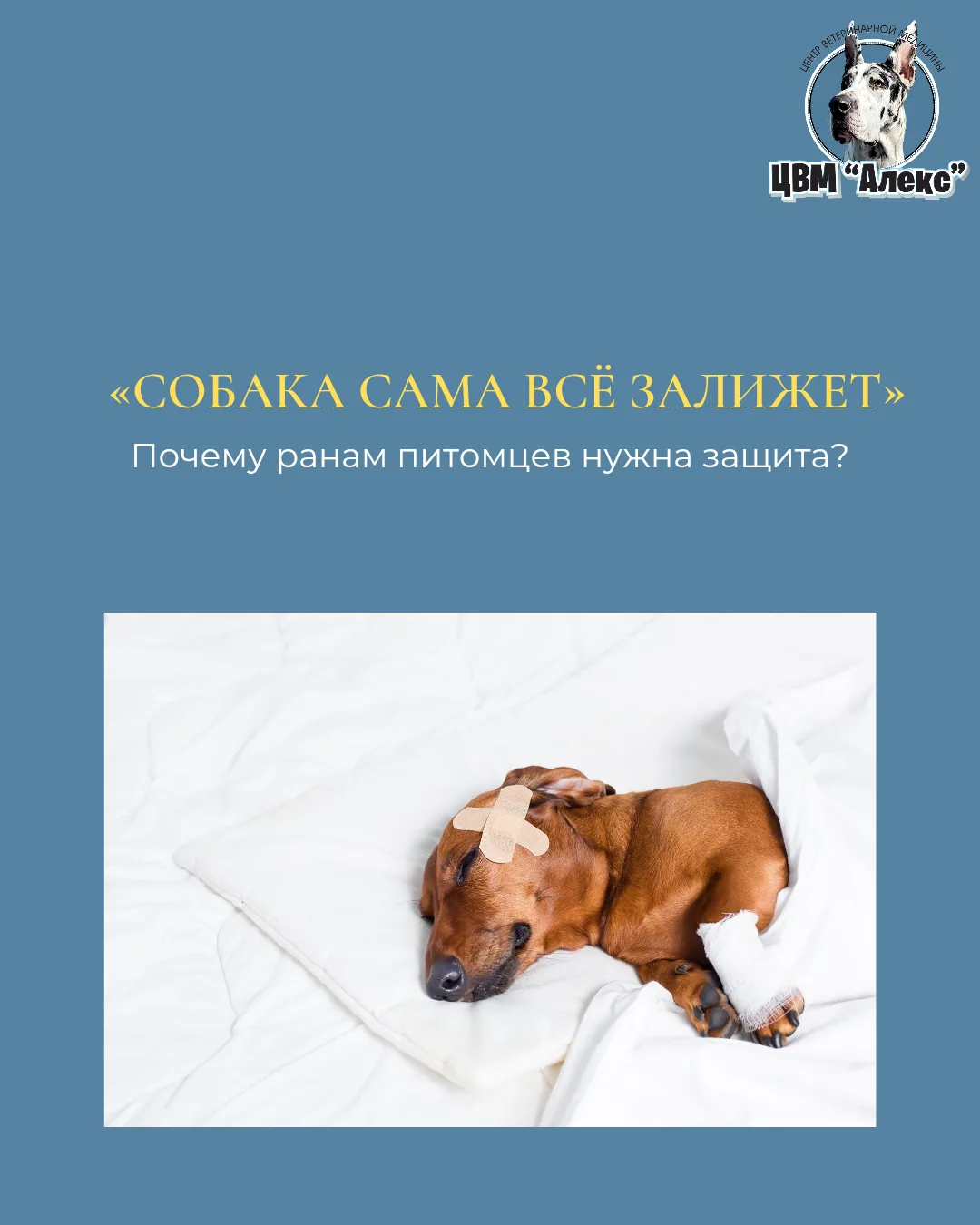 В современной доказательной ветеринарии ране нужна правильная защита — «вторая кожа».
