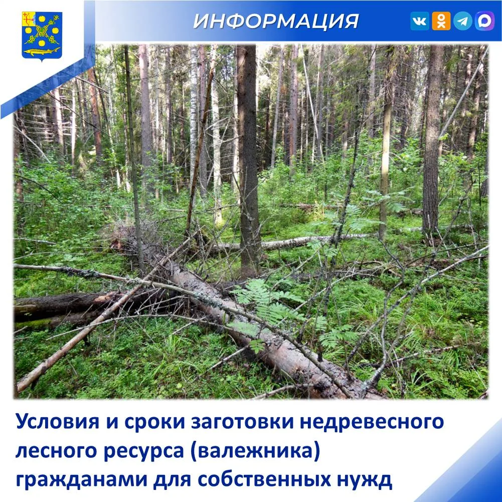 ✅КАК ПРАВИЛЬНО СОБИРАТЬ ВАЛЕЖНИК?

Друзья, напоминаем правила заготовки валежника для собственных ну