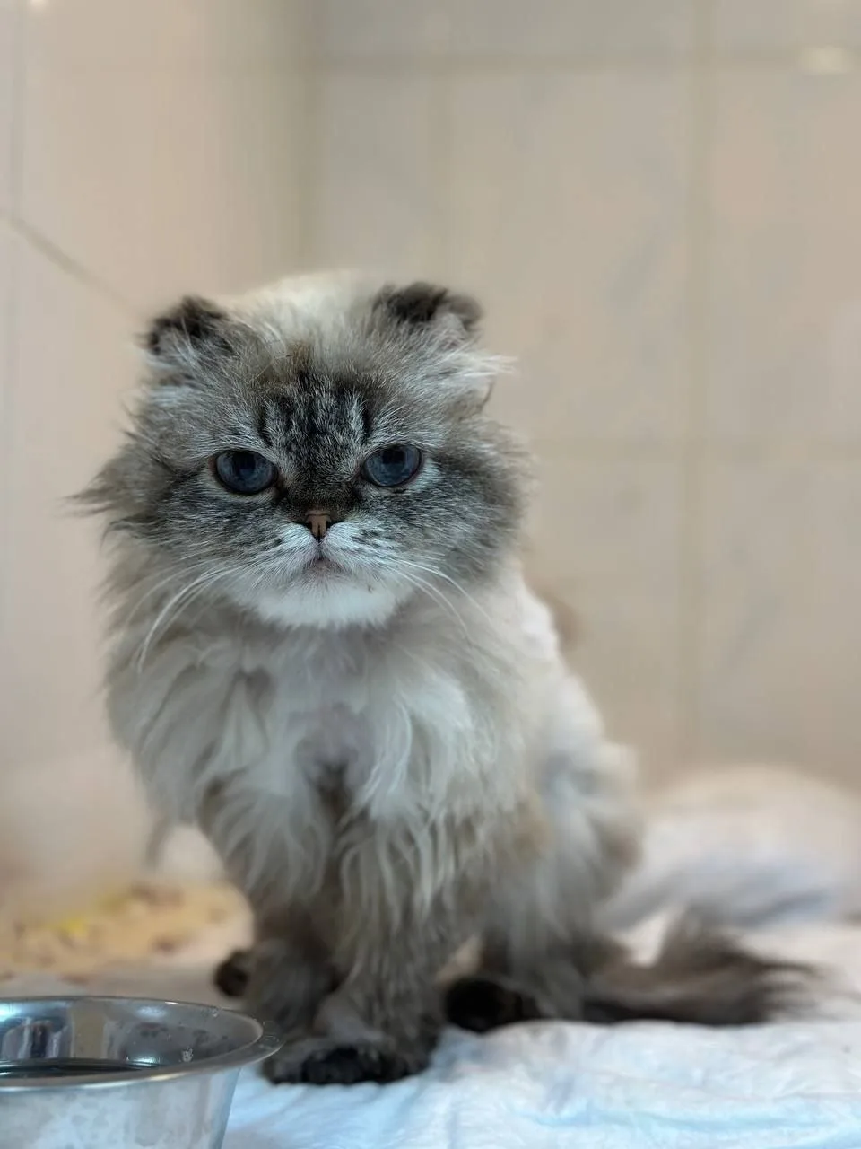 Друзья, очень красивую, но очень несчастную кошку Арианну сегодня выписывают из больницы. Лечение за