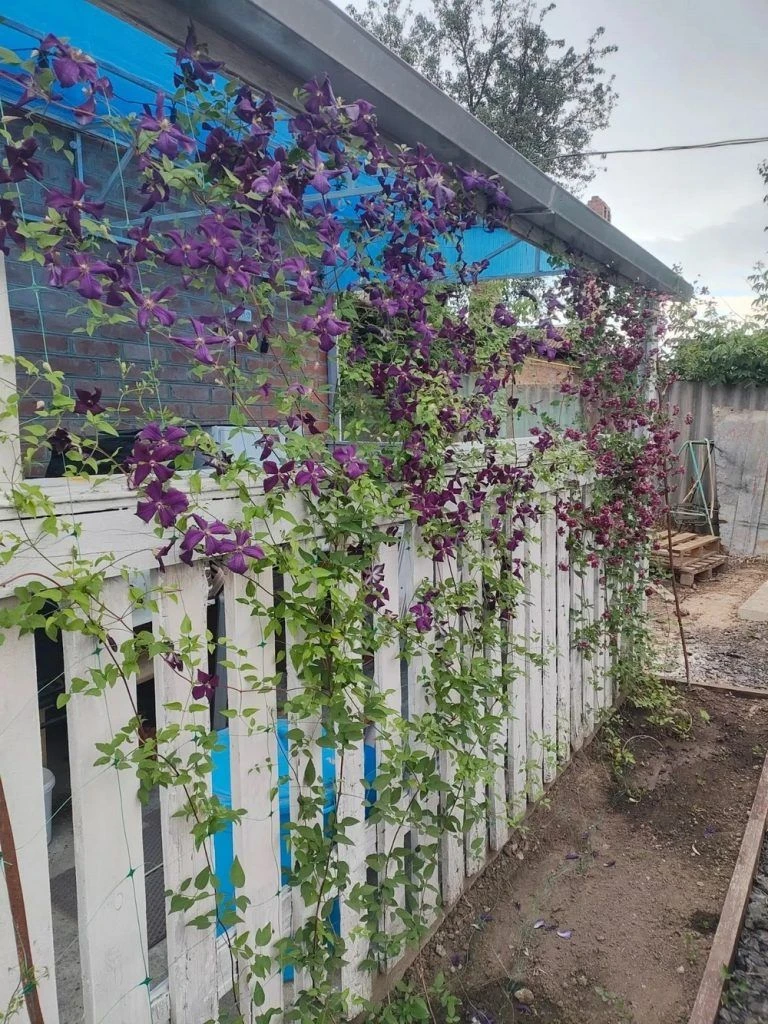 https://martvestnik.ru/uhod-za-klematisami-v-sentyabre-podkormka-obrezka-i-ukrytie-na-z...