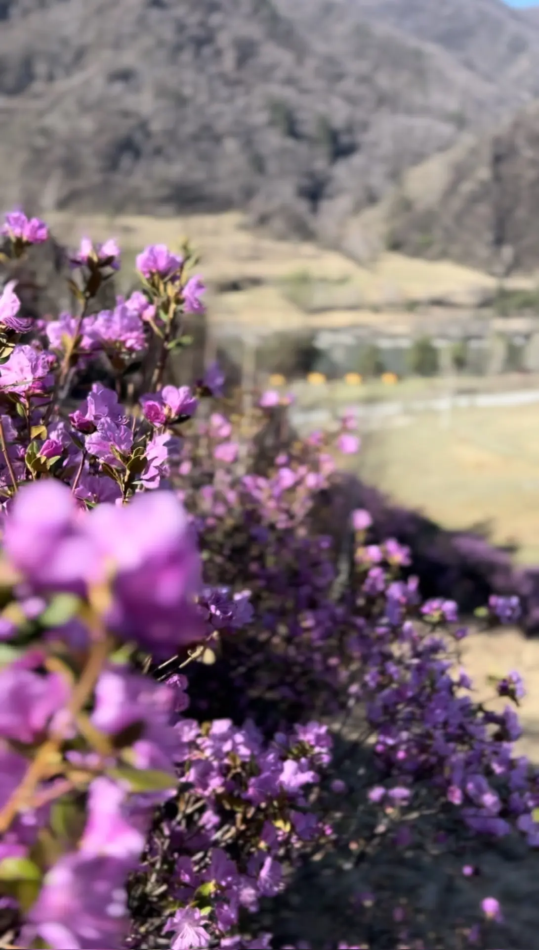 Нашли классное место с маральником на горах 🌸