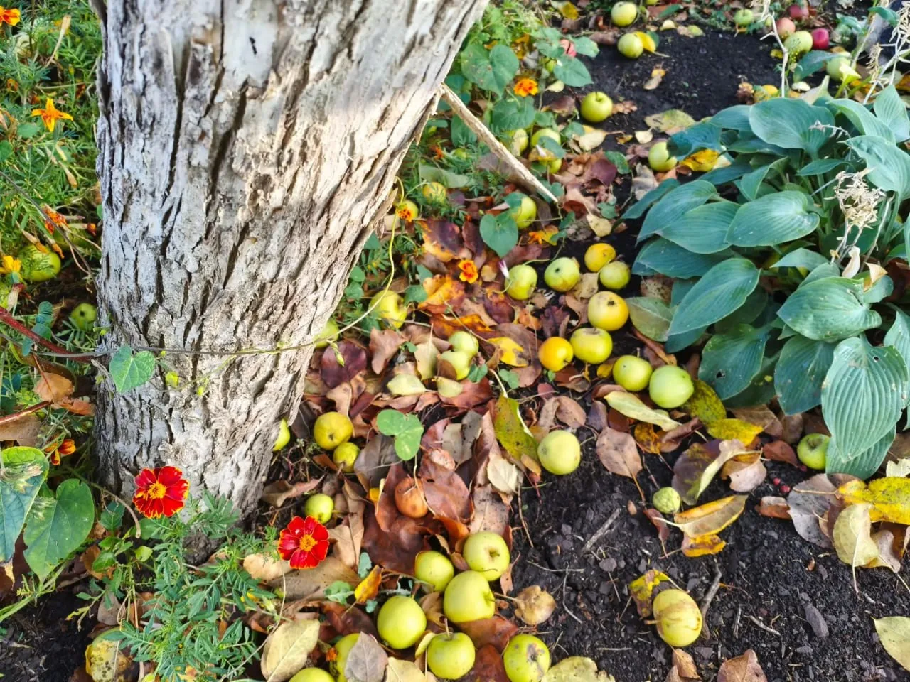 🍎 Не оставляйте обрезки и падалицу — это рассадник вредителей и болезней