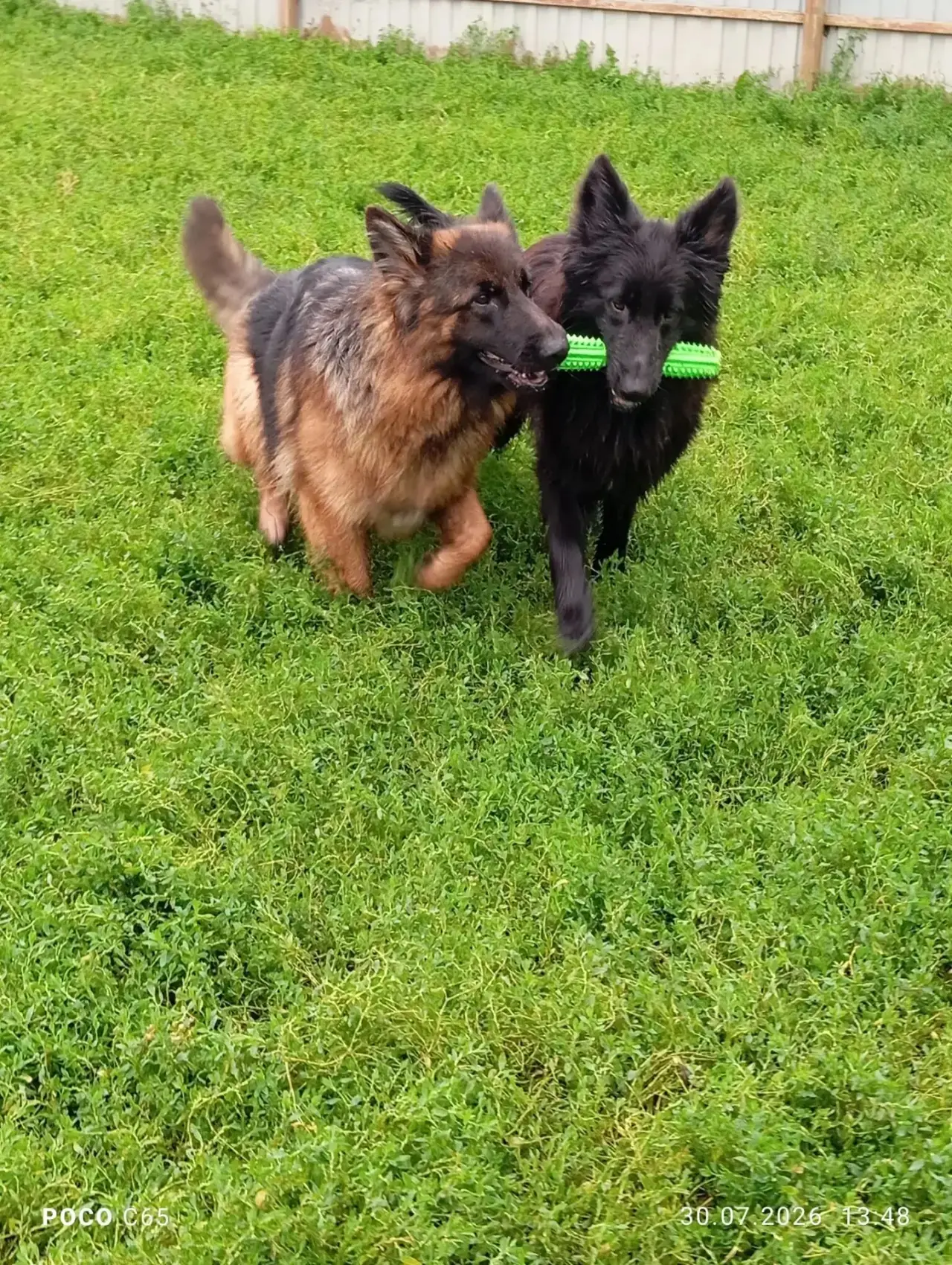 Наши сестренки) 

#моясобака
#мойлучшийдруг
#любовьксобакам
#doglove
#bestdog