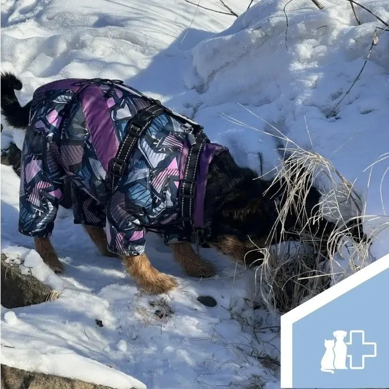 🐱🐶Защитите своих любимцев от паразитов!