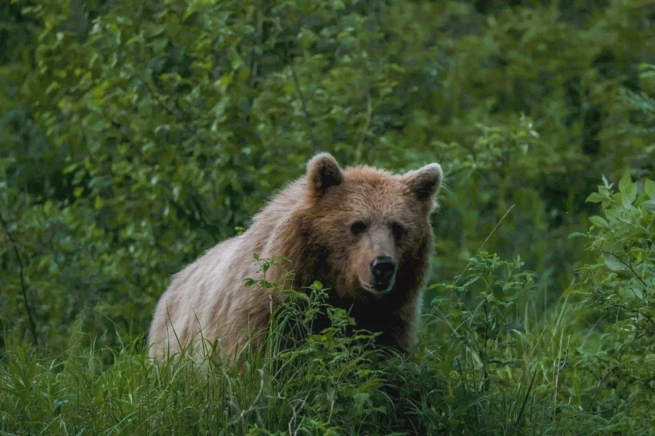 🐻 Медведезащитные контейнеры предложили для зон массового отдыха