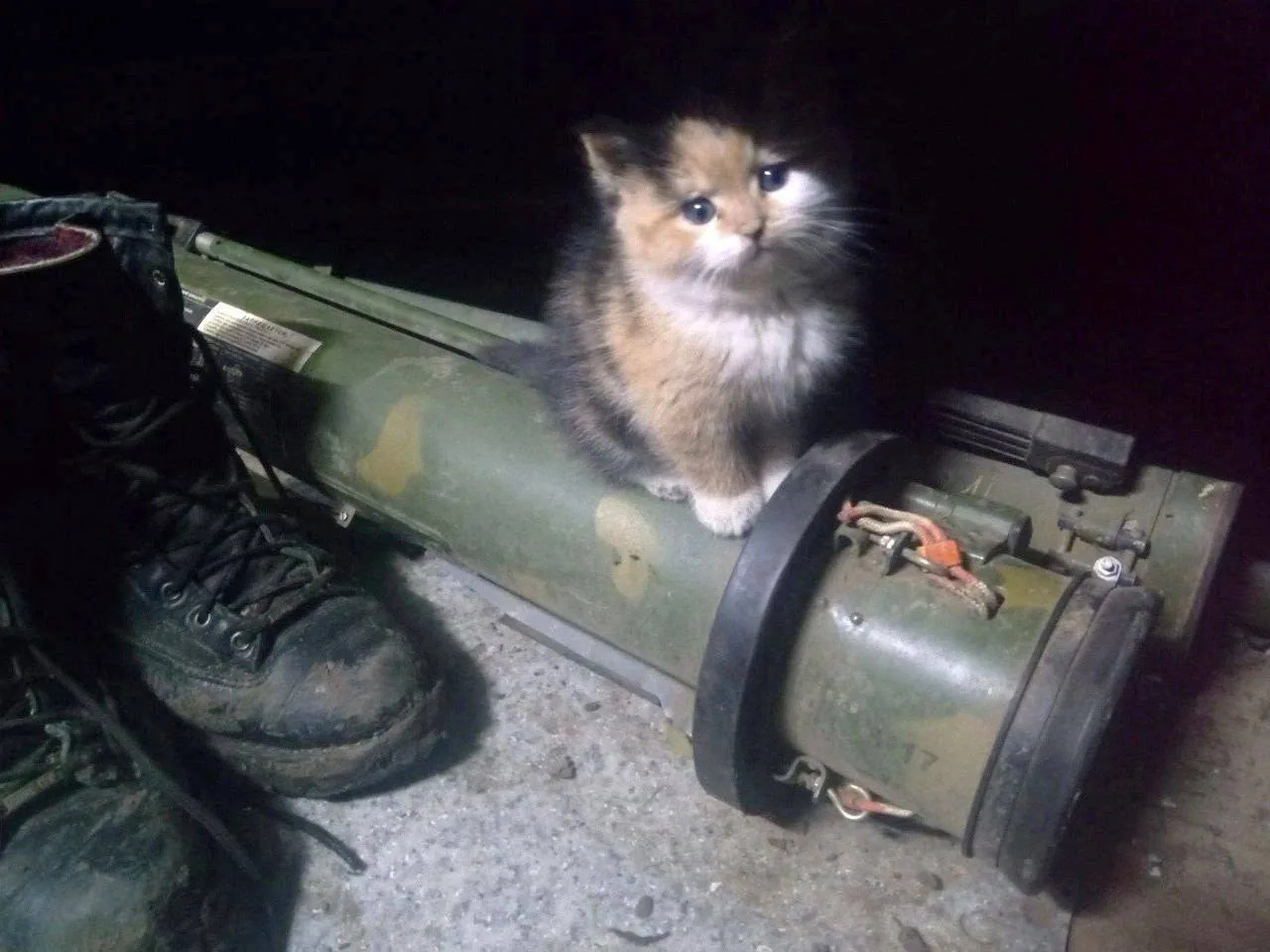 Немного боевых котиков вам на ночь глядя)) Всем доброй и спокойной ночи 🤙🇷🇺