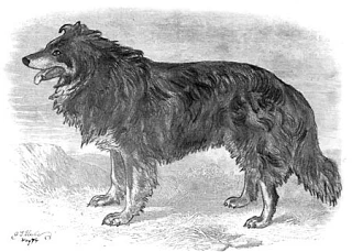Trefoil - трехцветный галуэйский колли, родился в 1873 в Ирландии. Бесспорный предок всех современны