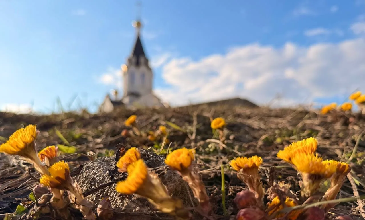 🌸 Медитации Heartfulness в Ландшафтном парке «Митино»