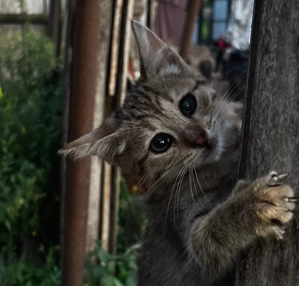 Отдаём котёнка в хорошие руки девочка серая