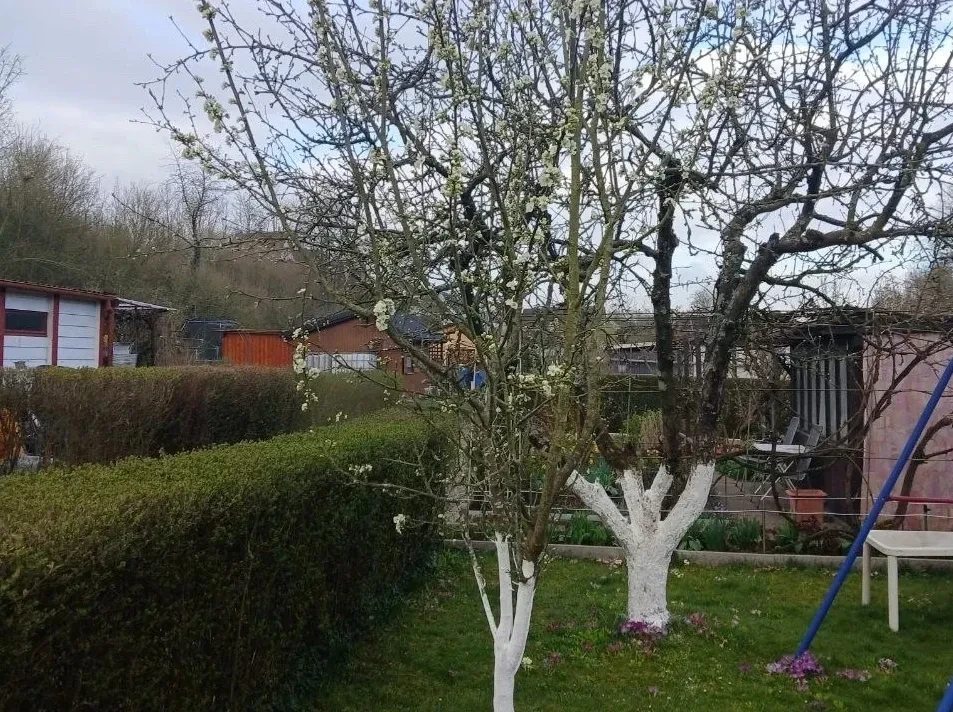 🌳 Правильные подкормки для деревьев в апреле