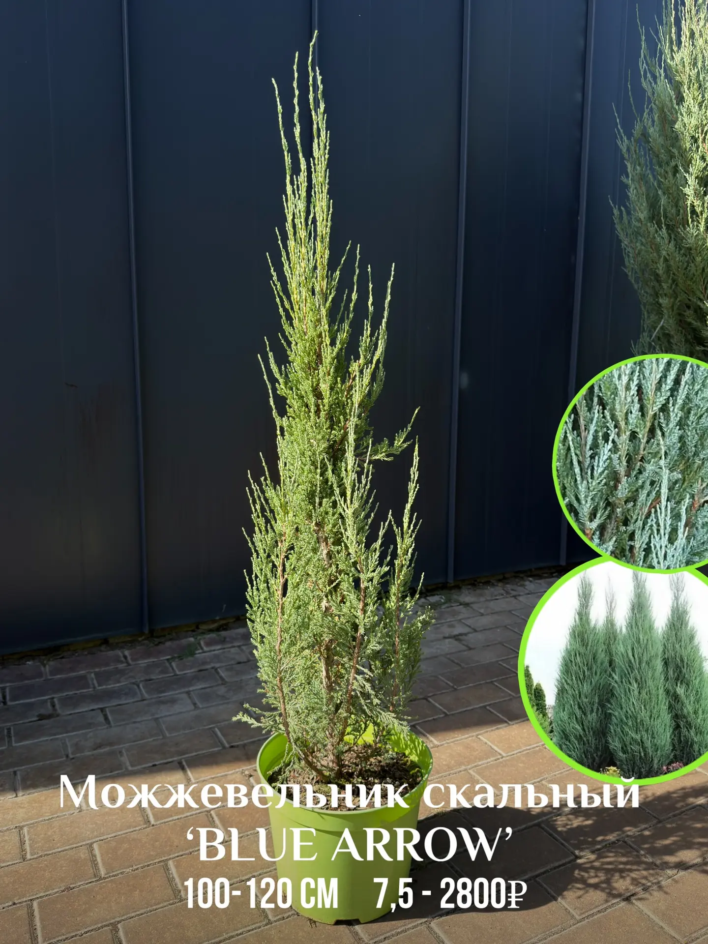 🌿 Новое поступление вертикальных можжевельников в СЦ РОСТОВСАД!