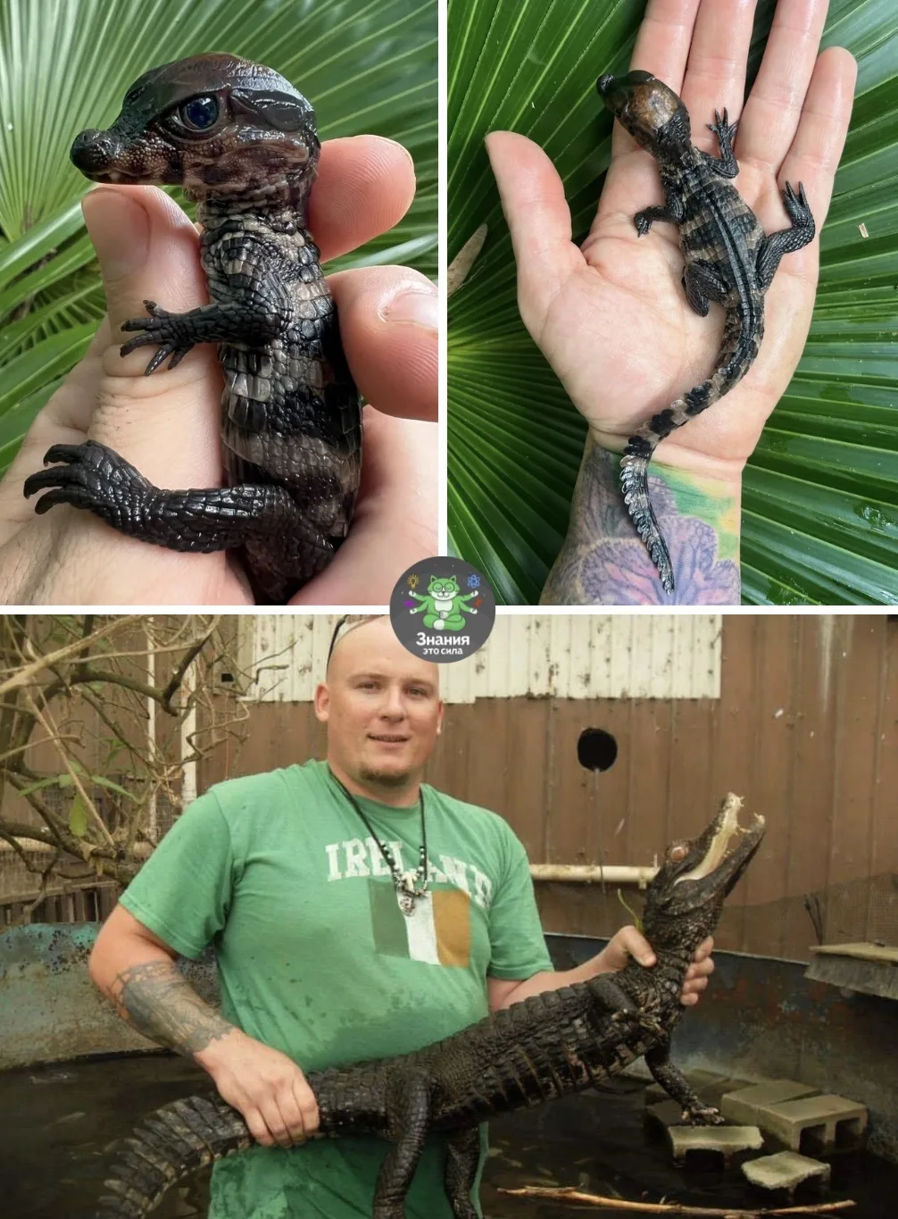 🐊Так выглядит один из самых маленьких крокодилов. Это гладколобый кайман.