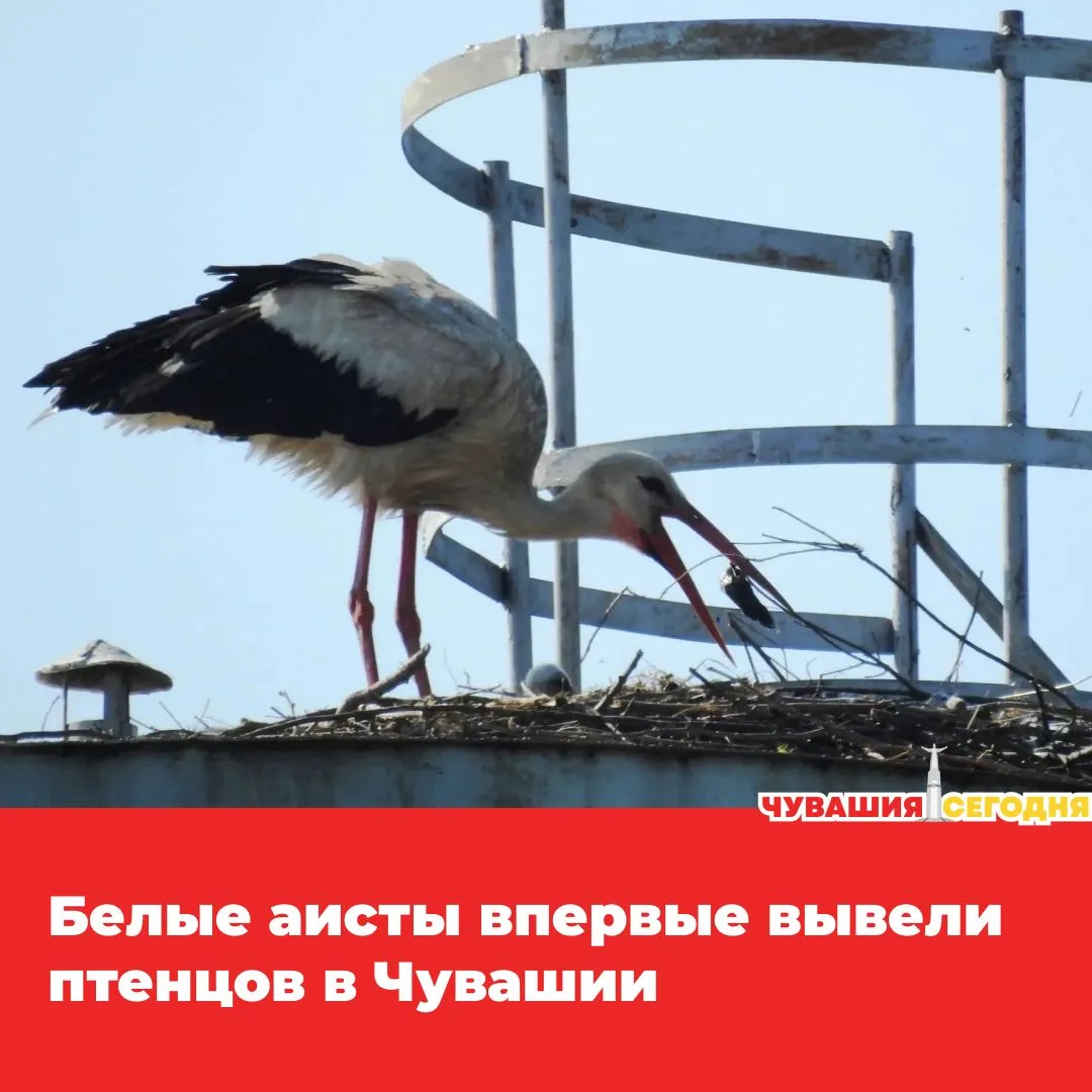 💥Для Чувашии произошло по-настоящему уникальное событие: в республике впервые официаль...