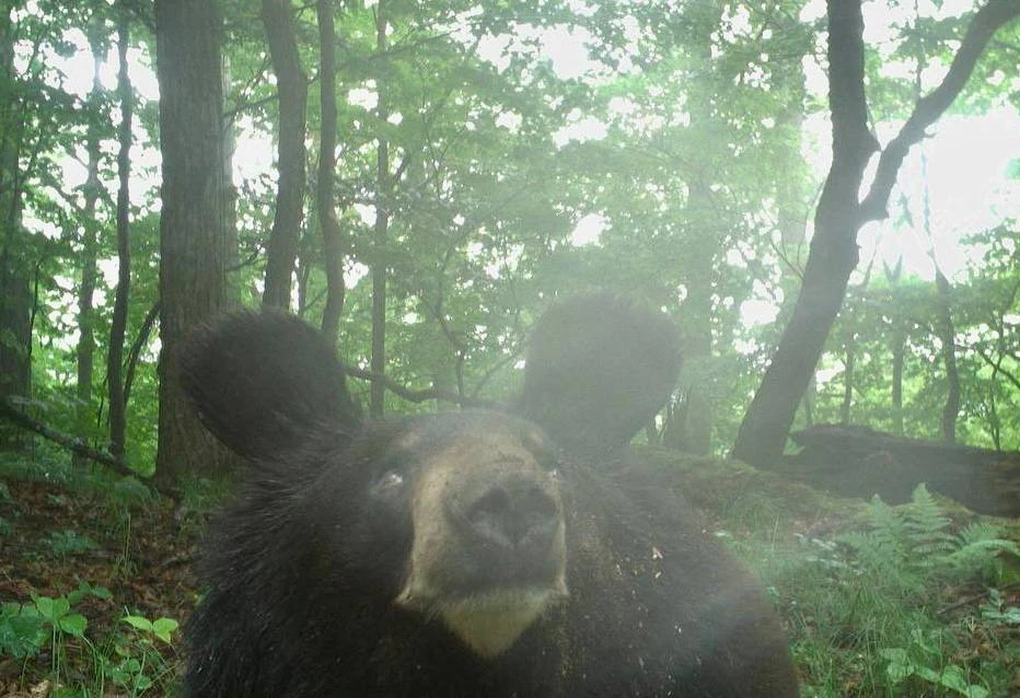 🐻В Приморье фотоловушка запечатлела «Селфи» гималайского медведя — хищник забавно приз...