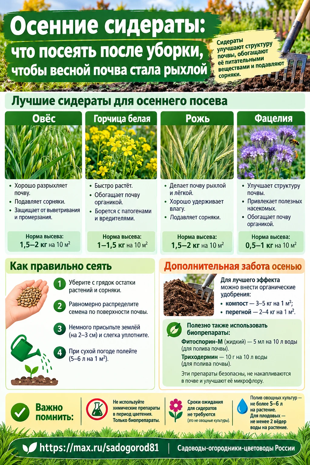 Осенние сидераты что посеять после уборки, чтобы весной почва стала рыхлой