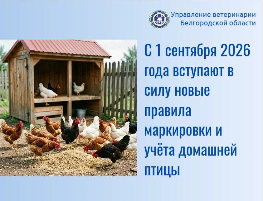 Важная информация для владельцев птицы!