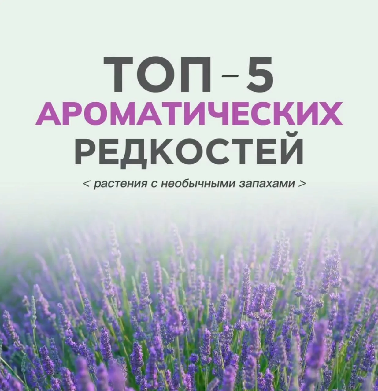 Ароматические редкости: растения с необычными запахами 🌸