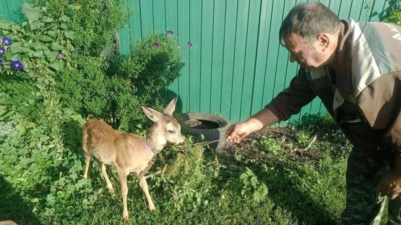 💗 Мужчина спас новорождённую косулю и оставил её жить у себя дома