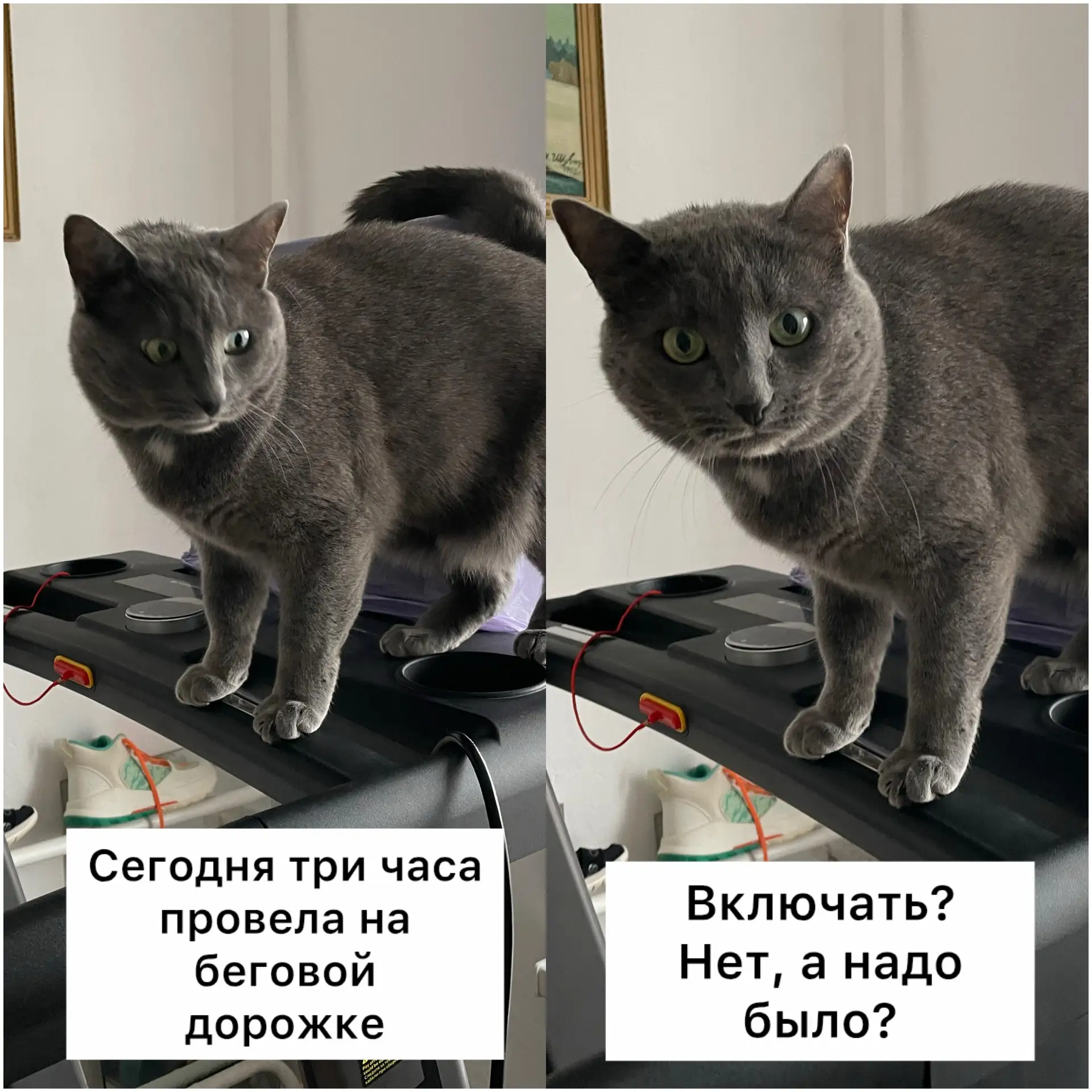 Коротко о моих занятиях спортом😺