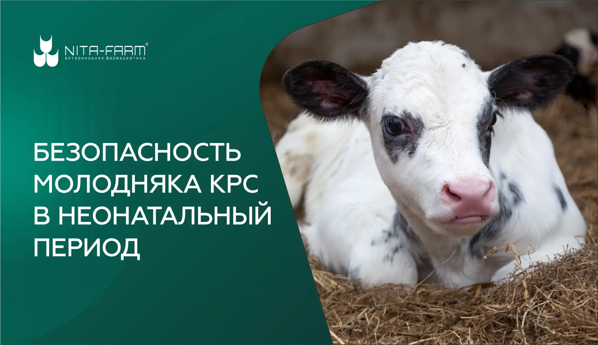 Безопасность и здоровье телят в неонатальном периоде напрямую определяют будущую продук...