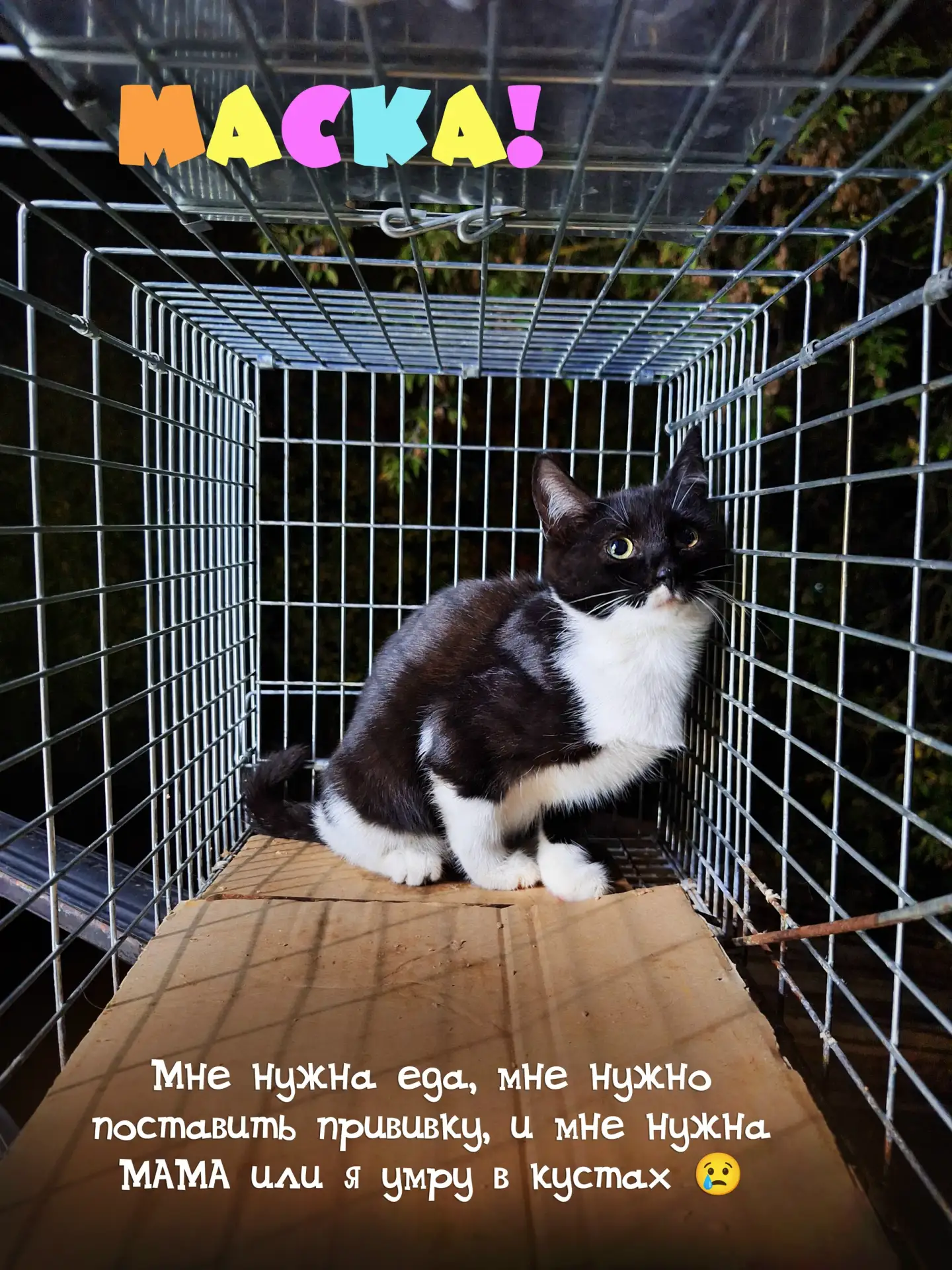ВНИМАНИЕ! МАЛЫШКЕ НУЖНА ПОМОЩЬ!