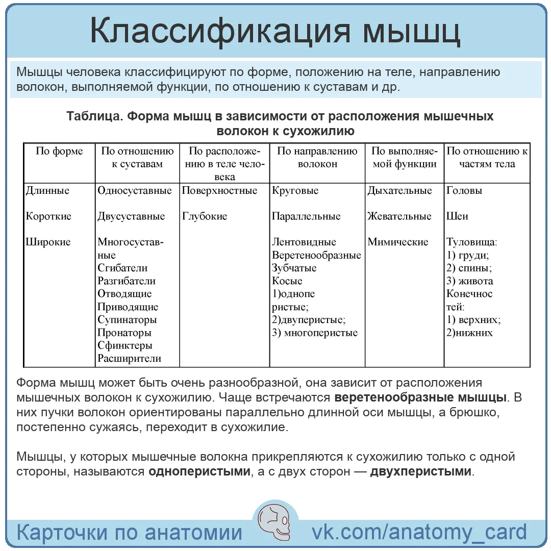 Классификация мышц